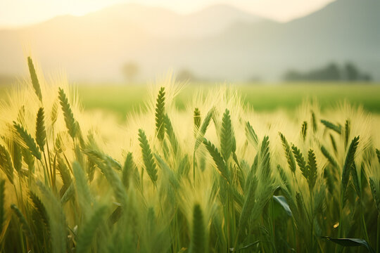 wheat field, rye wheat, Rich harvest Concept, rye field, wheat ears, summer day, sunset