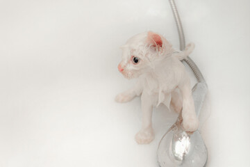 A small white wet kitten sits in the bathroom after bathing in the shower. Cleanliness and hygiene of pets.