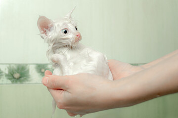 A small white wet kitten sits in the hands of the mistress, after bathing and taking a shower. Cleanliness and hygiene of pets.