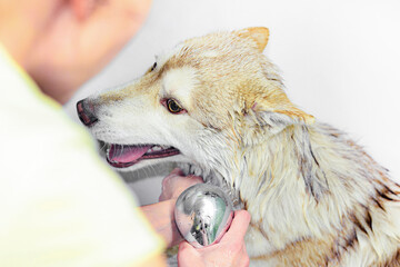 A woman bathes a husky dog at home in the shower with warm water.