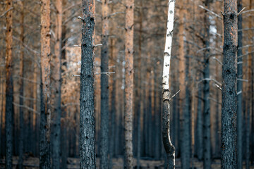 burned forest, härjedalen,sweden,norrland,sverige,Mats