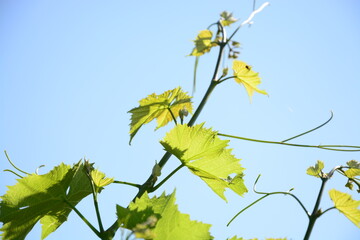 Obraz premium Junge Triebe von Weinrebe