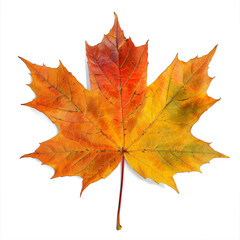 Colorful autumn maple leaf isolated on a transparent background
