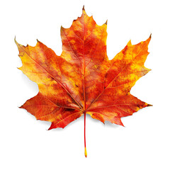 Naklejka na ściany i meble Colorful autumn maple leaf isolated on a transparent background