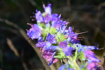Rittersporn, Delphinium