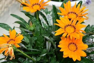 Blume Mittagsgold blühend