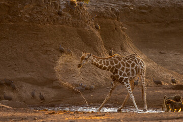 South African or Cape giraffe (Giraffa giraffa) or (Giraffa camelopardalis giraffa) and chacma baboon drinking in dry riverbed. (Papio ursinus). Mashatu. Northern Tuli Game Reserve.  Botswana.