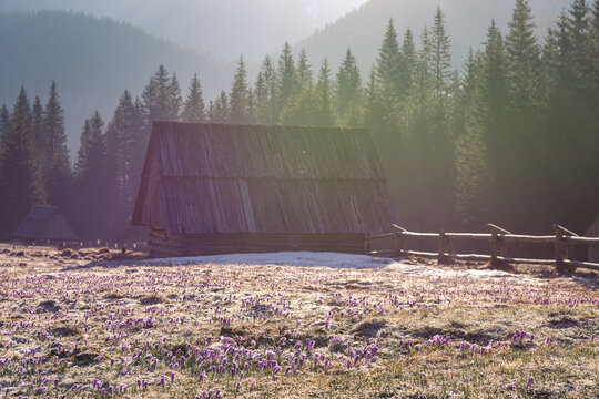 Old hut in mountains near forest,chocholowska valley with colorful flowerrs in sunrise