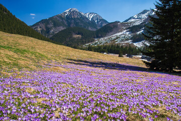 Violet crocuses blooming on chocholowska valey, tatra mountains © Marcin Mucharski