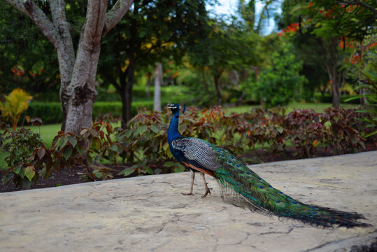 Peacock at the background of flowering bushes and tropical trees in the Dominican Republic