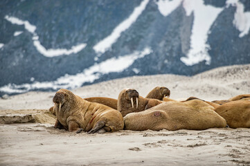 Walrusses on Spitsbergen.