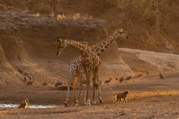 South African or Cape giraffe (Giraffa giraffa) or (Giraffa camelopardalis giraffa) and chacma baboon in dry riverbed. (Papio ursinus). Mashatu Game Reserve. Northern Tuli Game Reserve.  Botswana.