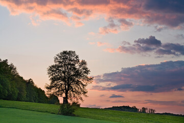 Österreich, Niederösterreich, Feld, Baum, Sonnenuntergang, Wolken, Abendrot