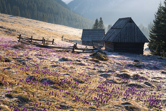 Traditional wooden shepherd huts in mountains, beautiful morning at chocholowska valley with colorful flowerrs in sunrise