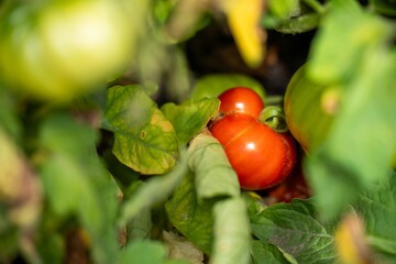purple tomato plant growing on a vine in a garden in australia