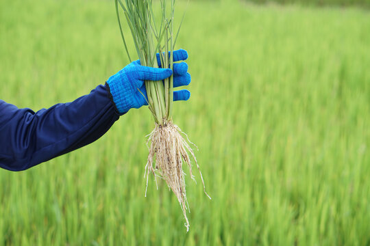 Close up farmer hand holds rice plants with roots to inspect growth and plant diseases. Concept, taking care of agriculture crops. Analysis and inspect progress of growing.