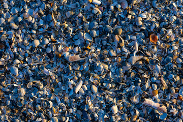 Panoramic beach background pattern with hundreds of colorful sea shells lying on the sand at low...