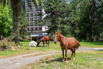 Two brown horses are grazing in a field next to a building