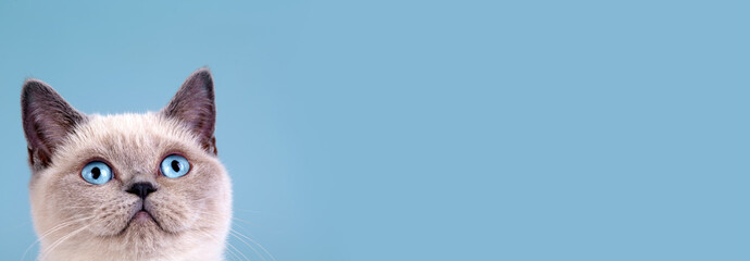 Portrait of a cute Siamese cat on a blue background. Horizontal banner - 762484577