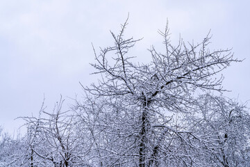 Fototapeta na wymiar Snow on tree branches. Winter.