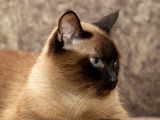 Siamese domestic cat with beautiful blue eyes