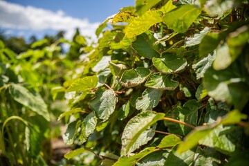kiwi fruit plant growing on a farm in australia