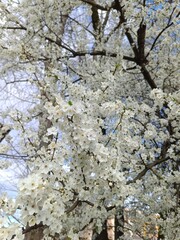 blooming cherry, sakura