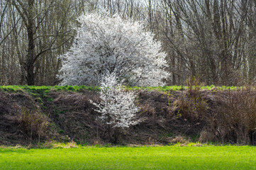 kwitnący na biało wielki krzew na wiosnę - obrazy, fototapety, plakaty