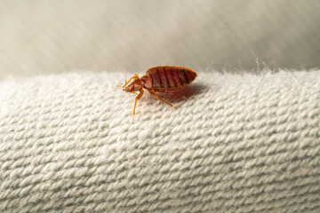 Macro punaise de lit