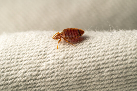 Macro punaise de lit