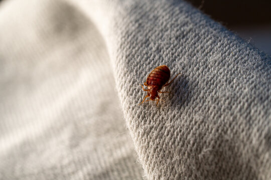 Macro punaise de lit