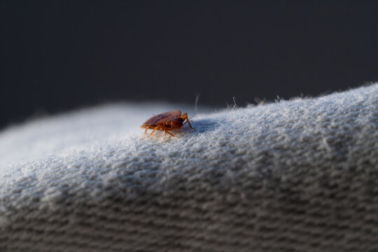 Macro punaise de lit