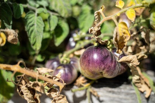 purple tomato plant growing on a vine in a garden in australia