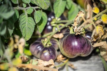 purple tomato plant growing on a vine in a garden in australia