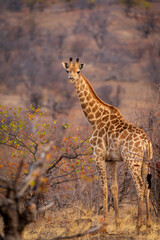 Naklejka na ściany i meble South African giraffe or Cape giraffe (Giraffa giraffa) or (Giraffa camelopardalis giraffa). Mashatu Game Reserve. Northern Tuli Game Reserve. Botswana.