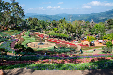 Fototapeta na wymiar CHIANG RAI, THAILAND - DECEMBER 23, 2023: Colorful flowers at Mae Fah Luang Garden, Chiang Rai, Thailand. iang Rai, Thailand. Garden of cold winter flowers