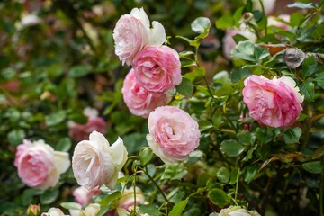 roses arch in a garden with a mother and child walking through it
