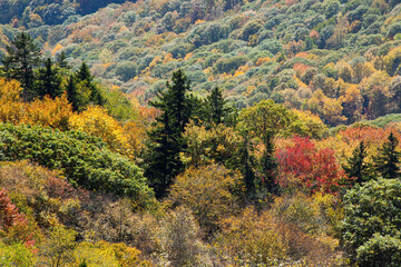 Colorful Autumn Leaves