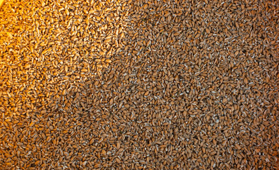 Wheat grains as agricultural background. Wheat grains texture, top view