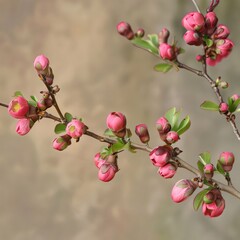 Pink buds and tiny green leaves on a branch smudged background close-up photo. Flowering flowers, a symbol of spring, new life.
