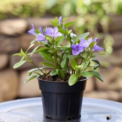 Black pot in it green flowers with purple petals. Flowering flowers, a symbol of spring, new life.