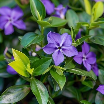 Close-up photo of purple flowers and Green Leaves. Flowering flowers, a symbol of spring, new life.