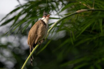Red-whiskered Bulbul - Pycnonotus jocosus, beautiful colored perching bird from South Asian forests, bushes and gardens, Nagarahole Tiger Reserve, India. - 762502553