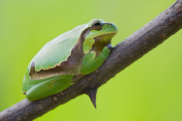 Österreich, Burgenland, Neusiedlersee, Fertö, Nationalpark, Frosch, Europäischer Laubfrosch, Hyla arborea
