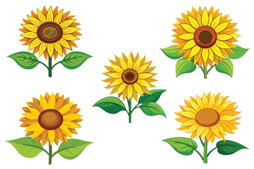 Sunflower set vector design illustration