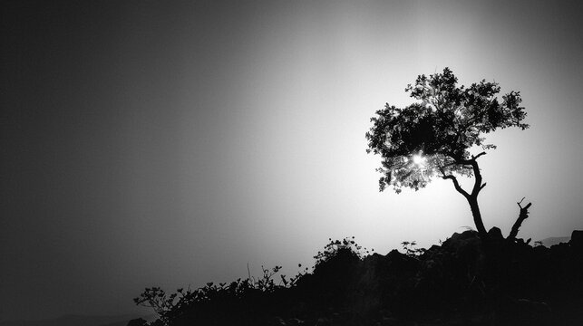 silhouette of a tree in the sunset