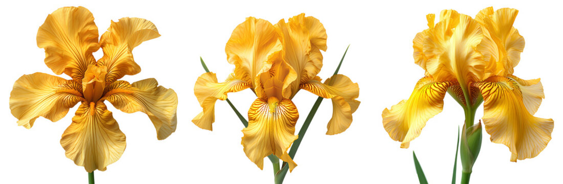 Yellow iris flower set PNG. Set of yellow iris flowers isolated. Yellow iris flower PNG. Yellow iris flower blooming. Iris flower PNG. Yellow flower. Iris flower top view PNG. Iris flower flat lay PNG