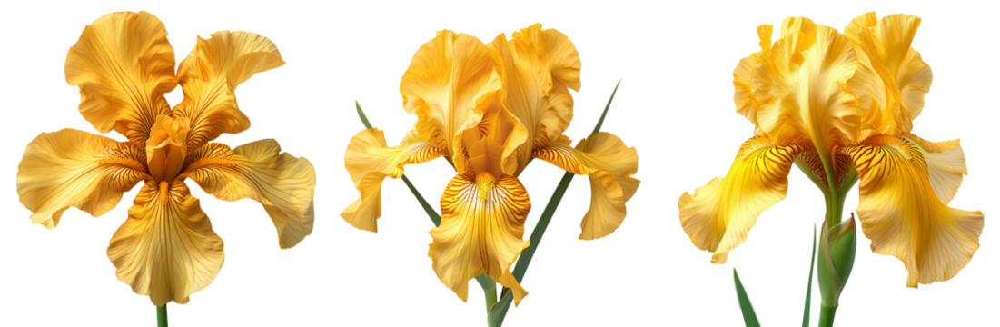 Yellow iris flower set PNG. Set of yellow iris flowers isolated. Yellow iris flower PNG. Yellow iris flower blooming. Iris flower PNG. Yellow flower. Iris flower top view PNG. Iris flower flat lay PNG