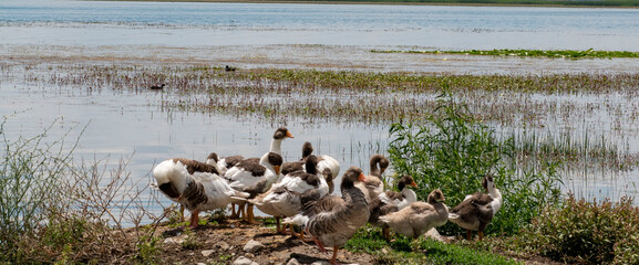 Decorated day-trip boats in Isikli Lake in Denizli's Civril district. Isıkli Lake is flooded with...