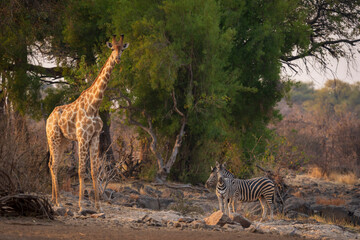 South African giraffe or Cape giraffe (Giraffa giraffa) or (Giraffa camelopardalis giraffa) and zebra. Mashatu Game Reserve. Northern Tuli Game Reserve.  Botswana.